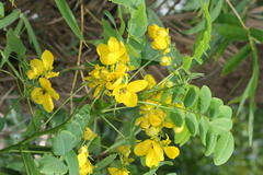 Cassia surattensis